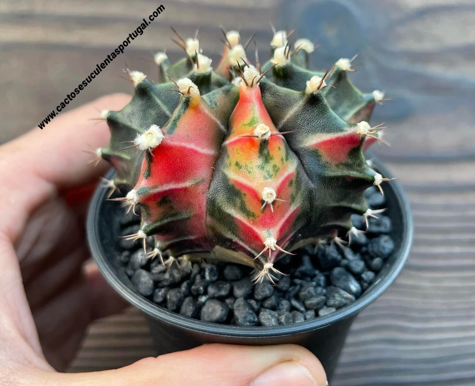 Gymnocalycium mihanovichii var. friedrichii varigated