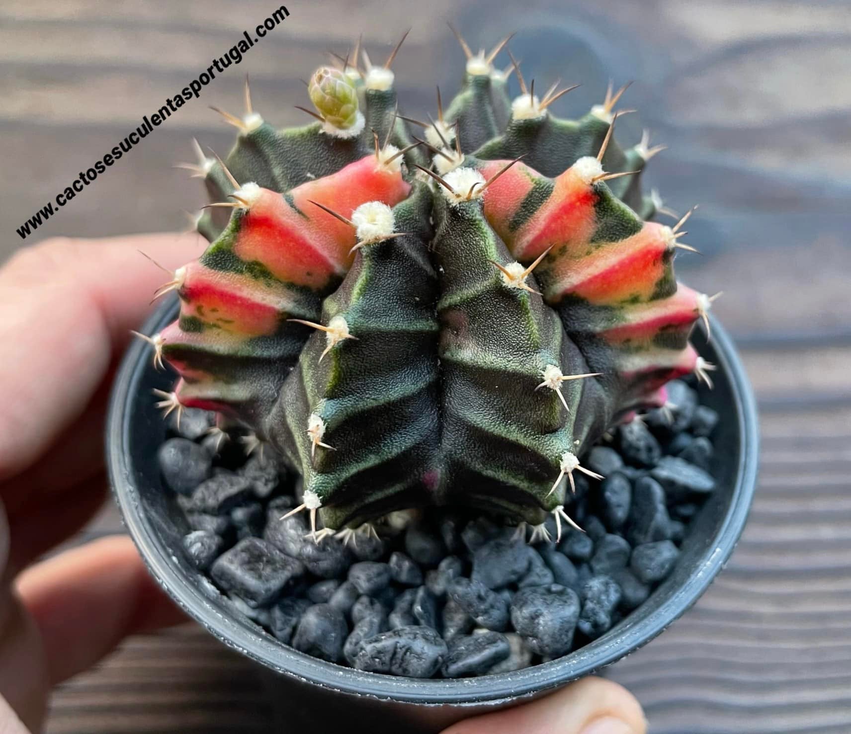 Gymnocalycium mihanovichii var. friedrichii varigateded