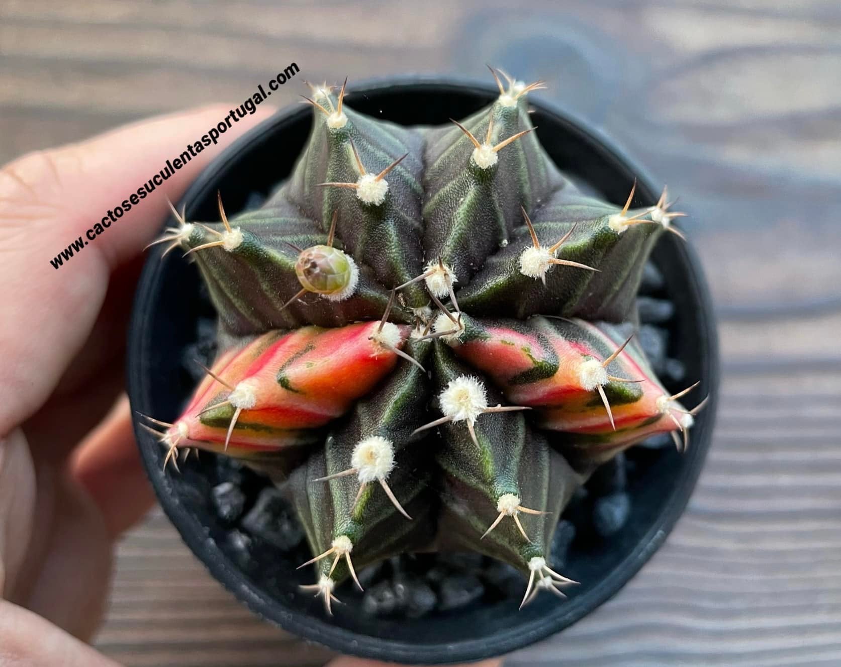 Gymnocalycium mihanovichii var. friedrichii varigateded