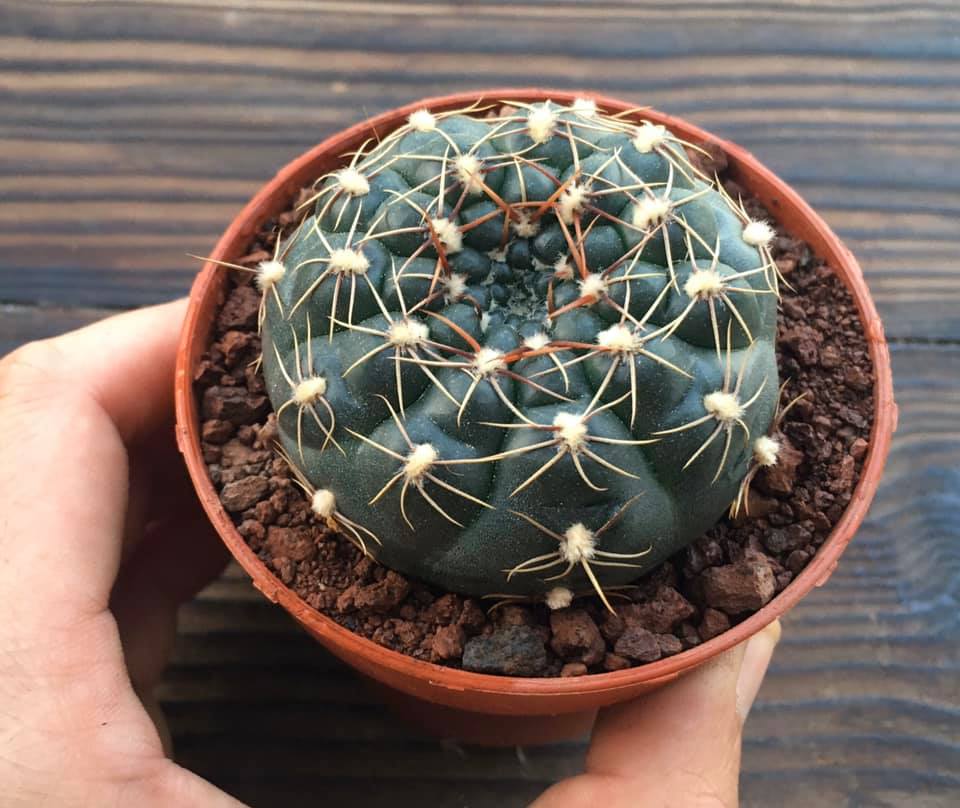 Gymnocalycium paraguayense var. wagnerianum