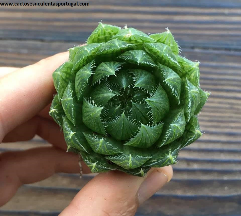 Haworthia cooperi var.picturata, "Cherry Crystal"