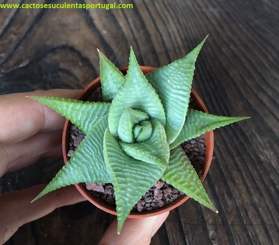 Haworthia limifolia roux