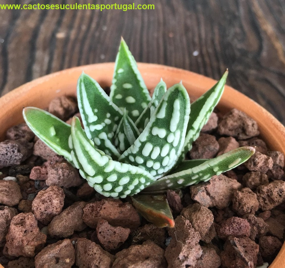 Haworthia pumila cv. Tears of Angels