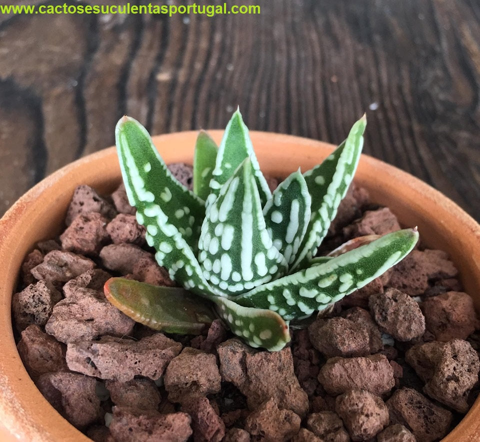 Haworthia pumila cv. Tears of Angels