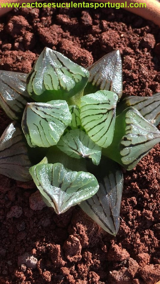 Haworthia Atrofusca Mutant