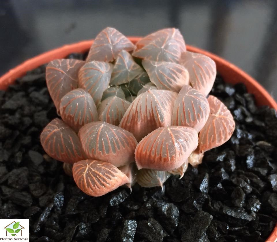 Haworthia cooperi var. pilifera