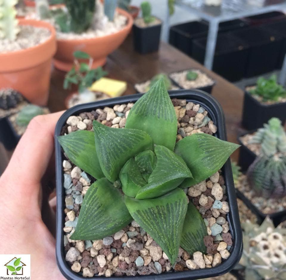 Haworthia magnifica