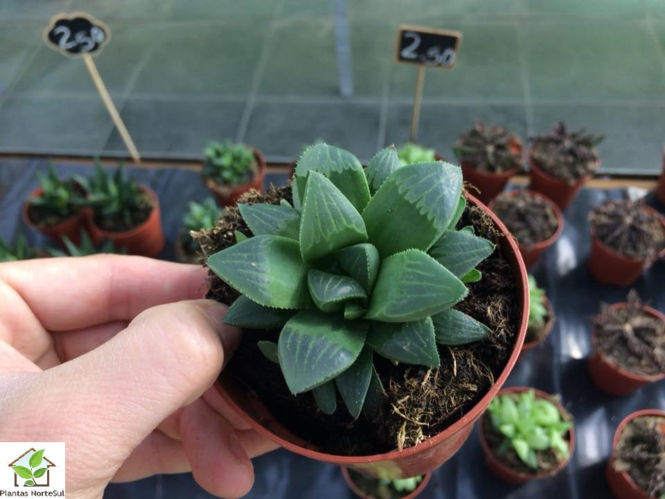 Haworthia mútica