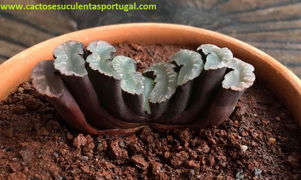 Haworthia truncata subsp. truncata
