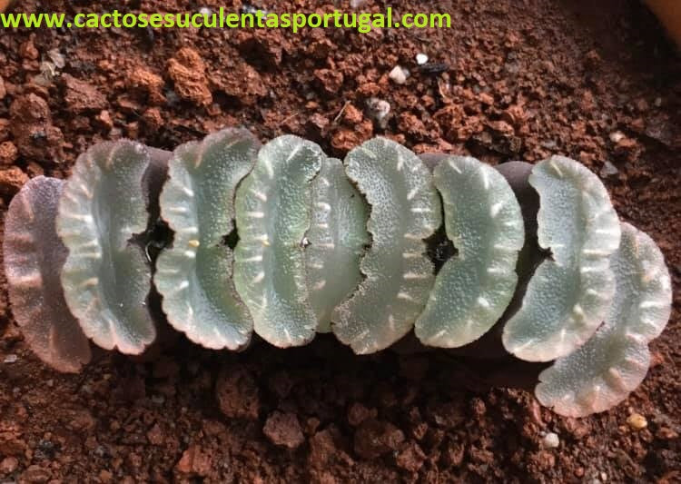 Haworthia truncata subsp. truncata