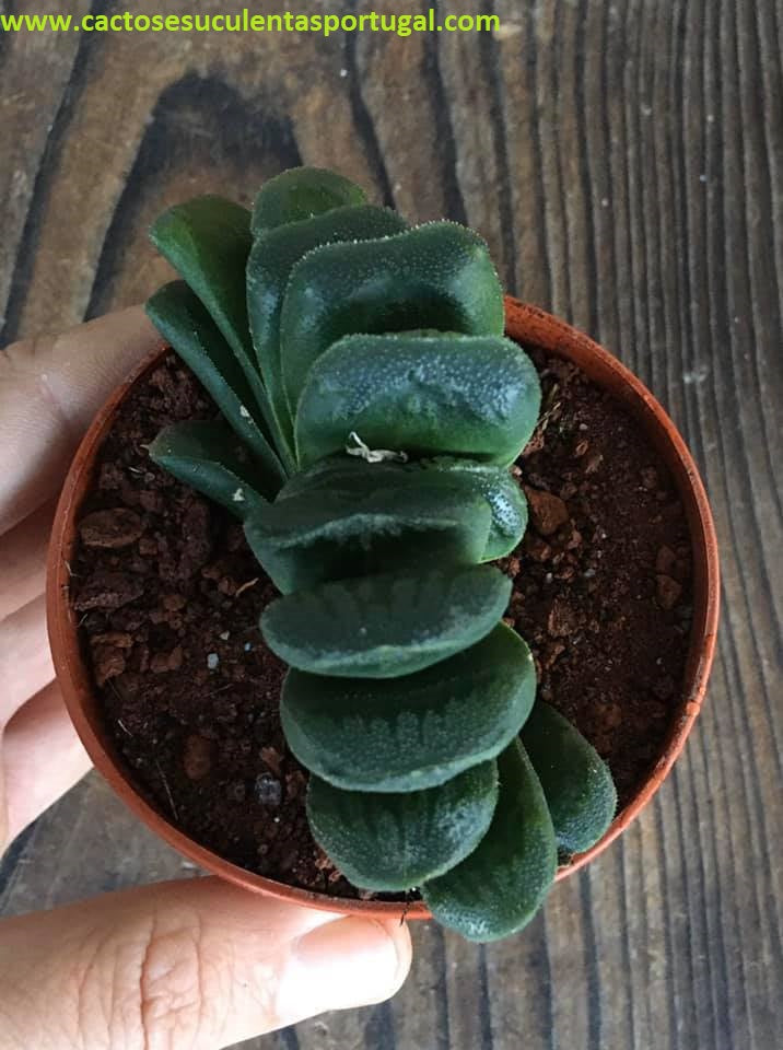 Haworthia truncata x maughanii,