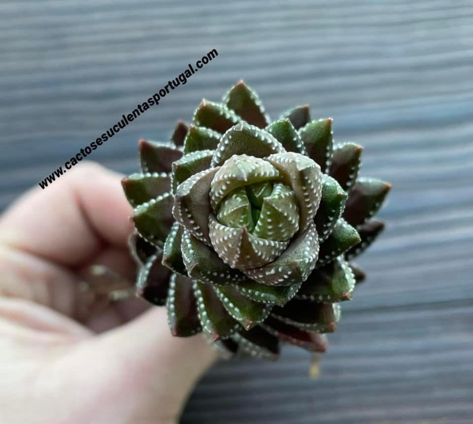 Haworthia coarctata var. chalwinii form. spiralis