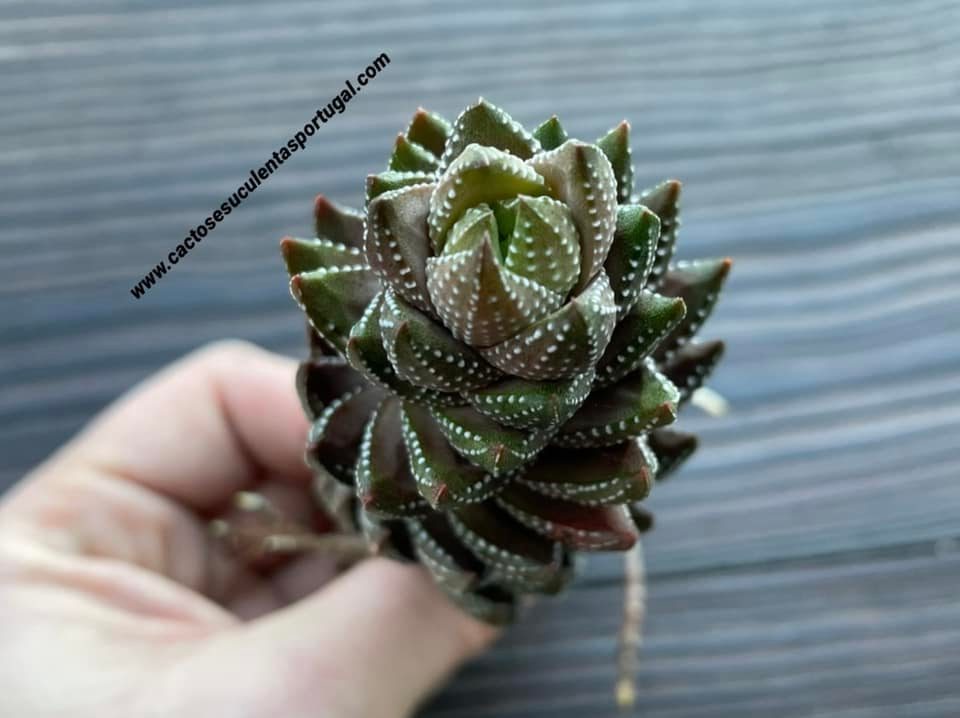 Haworthia coarctata var. chalwinii form. spiralis