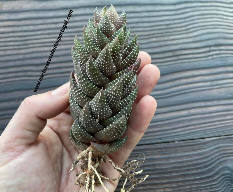 Haworthia coarctata var. chalwinii form. spiralis