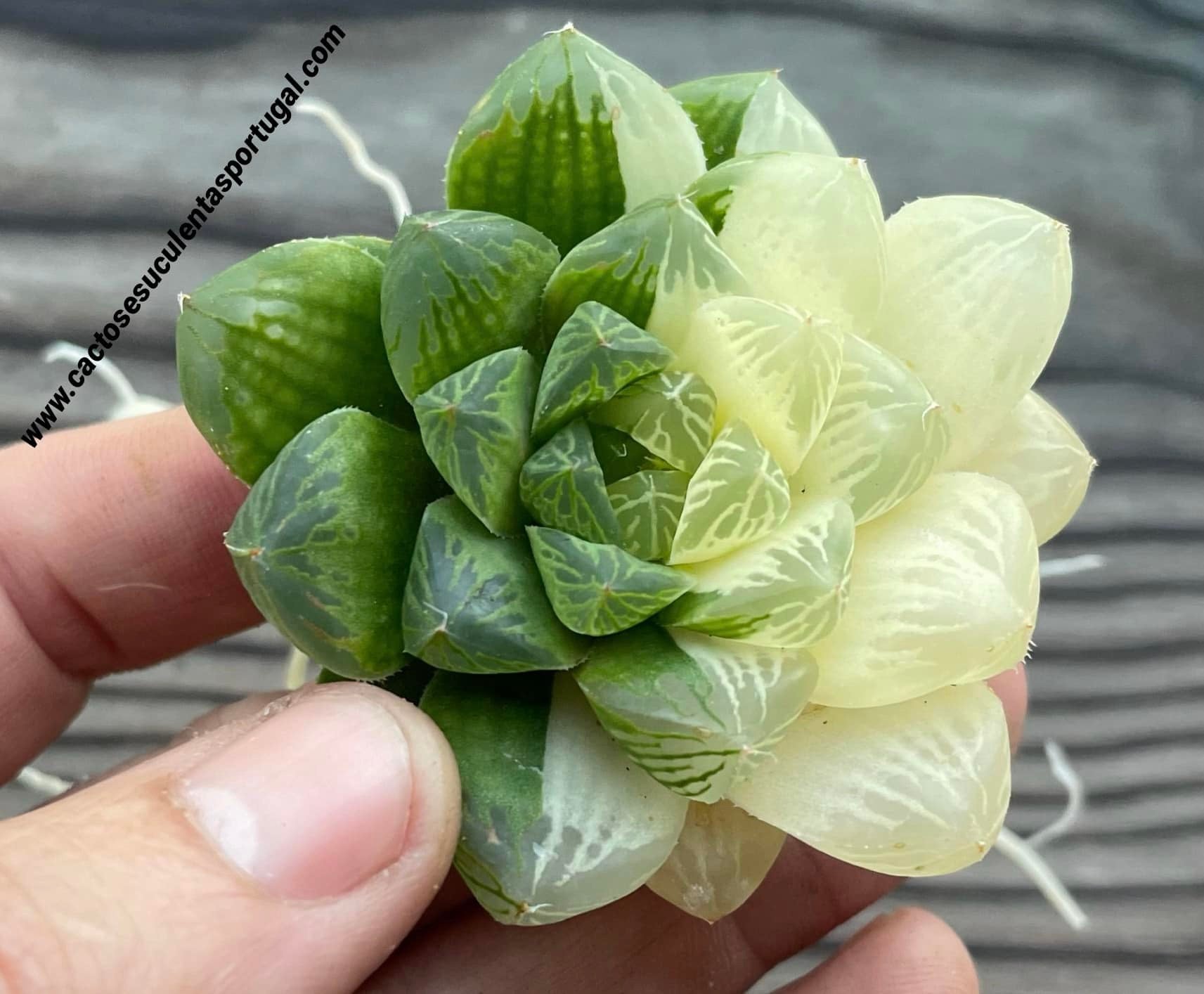 Haworthia cooperi var. obtusa f. variegata