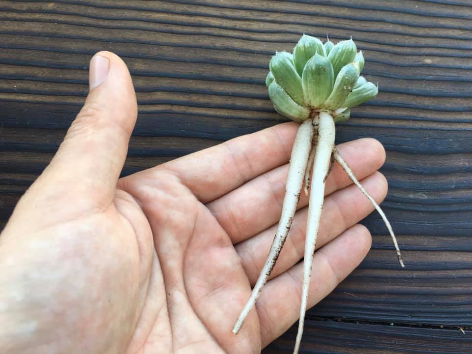 Haworthia cooperi var pilifera variegata "Silver Swirls"
