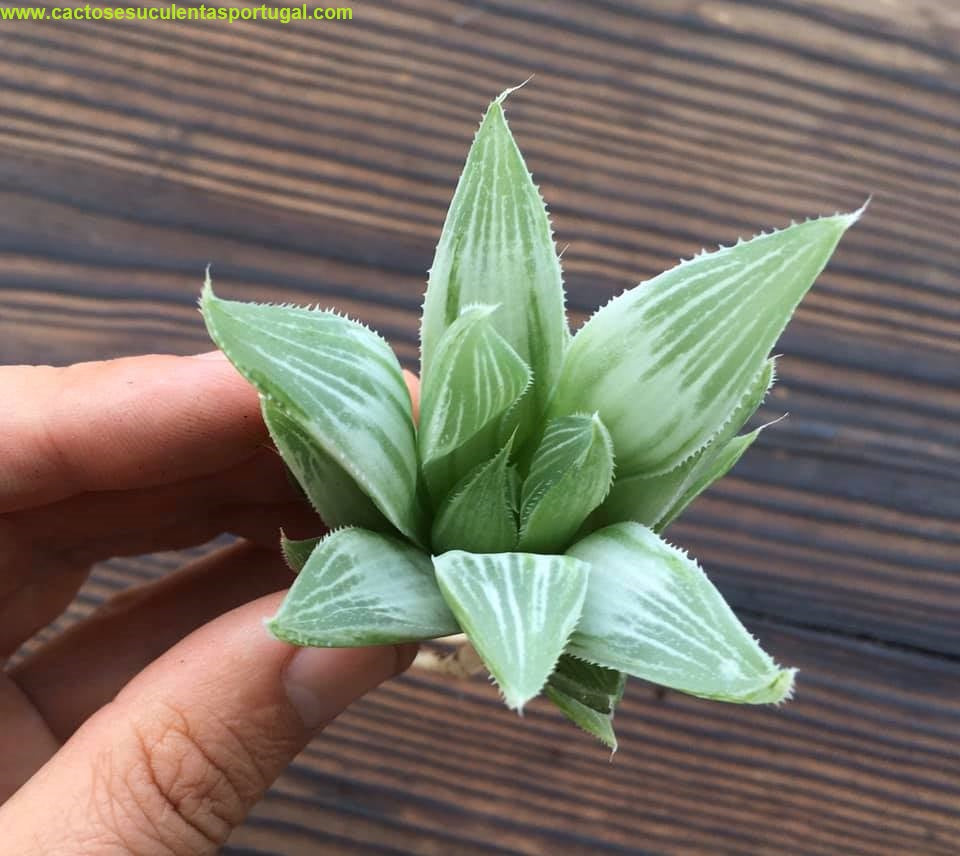 Haworthia magnifica acuminata "Grey ghost"