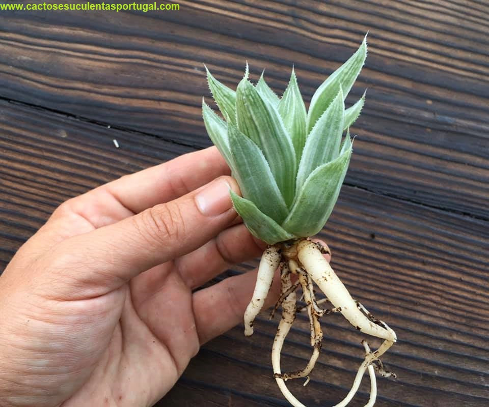 Haworthia magnifica acuminata "Grey ghost"