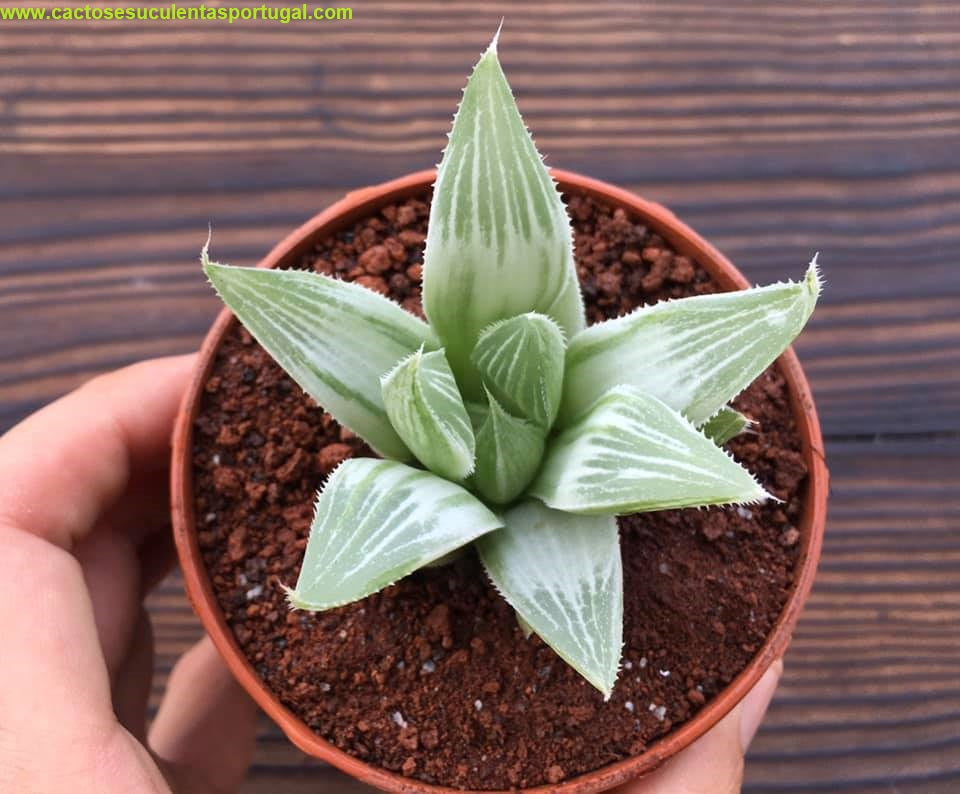 Haworthia magnifica acuminata "Grey ghost"