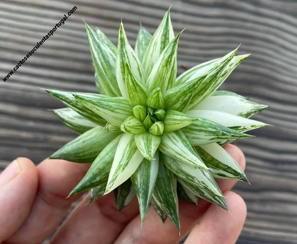 Haworthia marumiana var. batesiana variegata