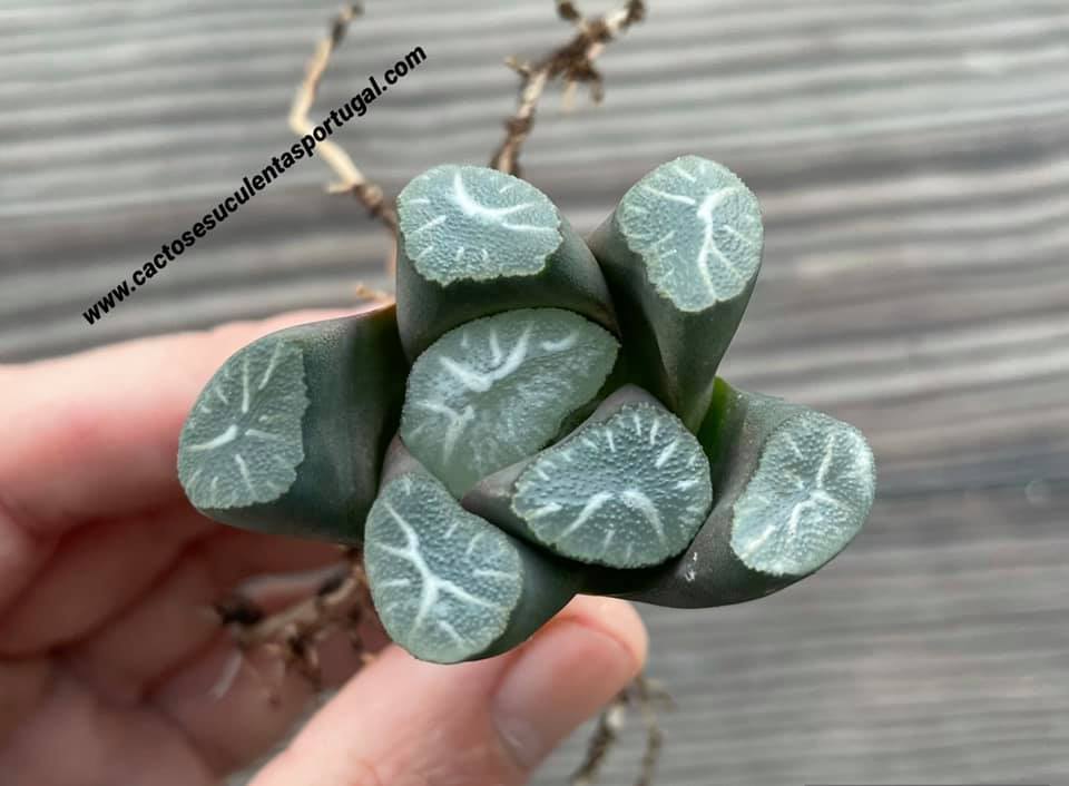 Haworthia maughanii 'CINDERELLA'
