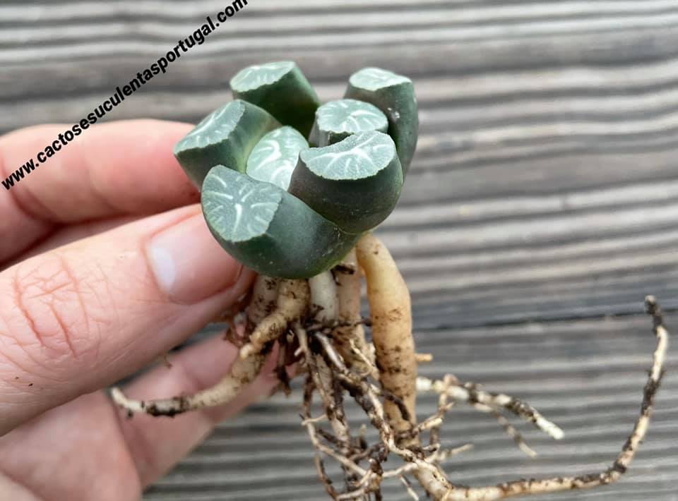 Haworthia maughanii 'CINDERELLA'
