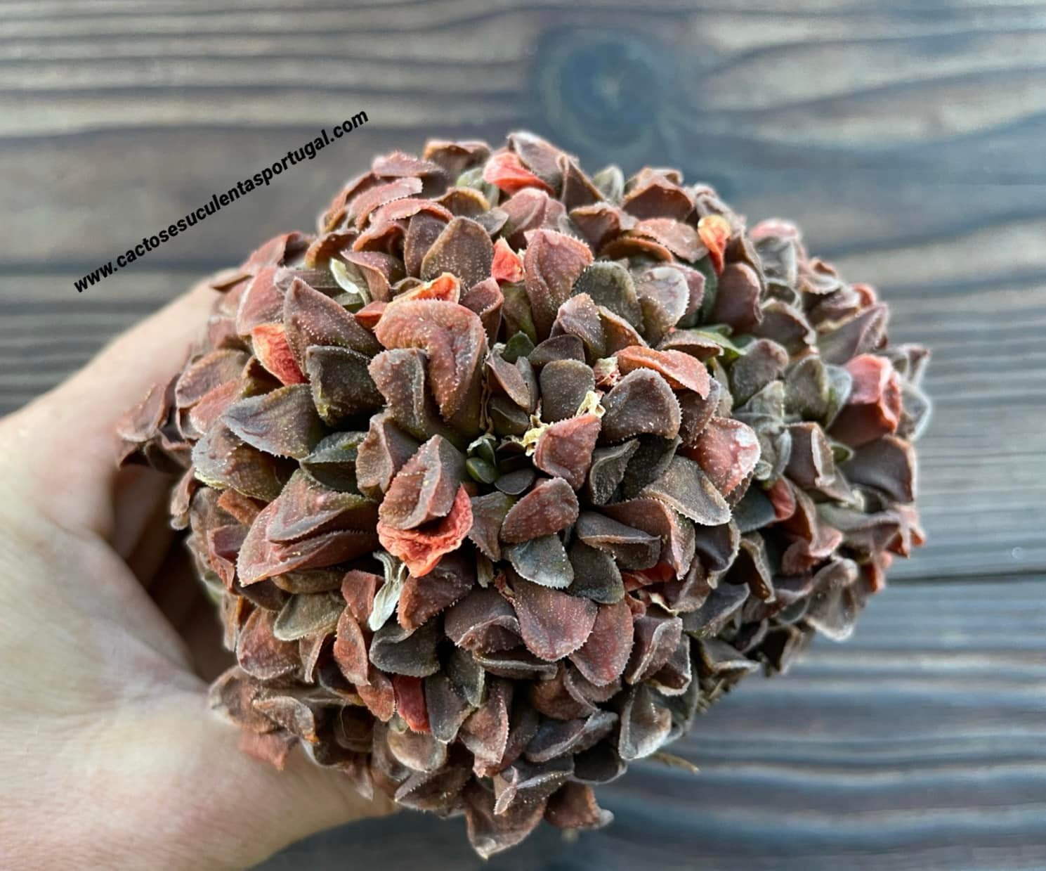 Haworthia pygmaea