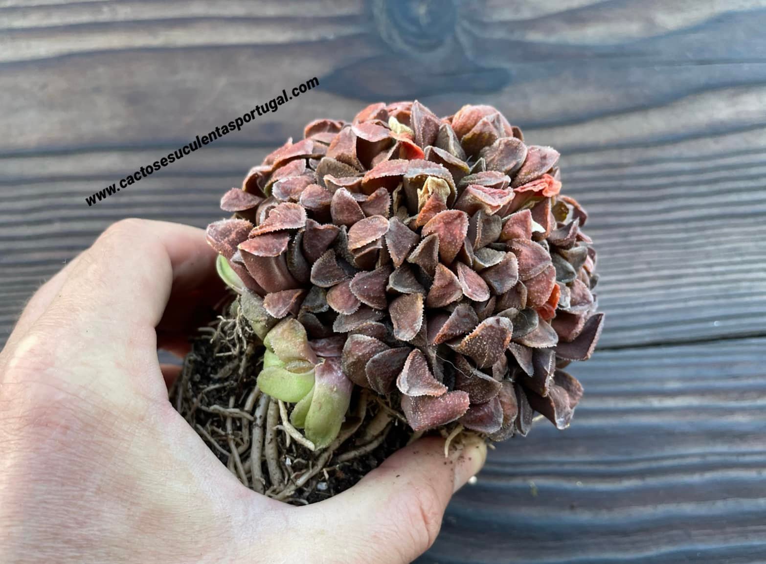Haworthia pygmaea