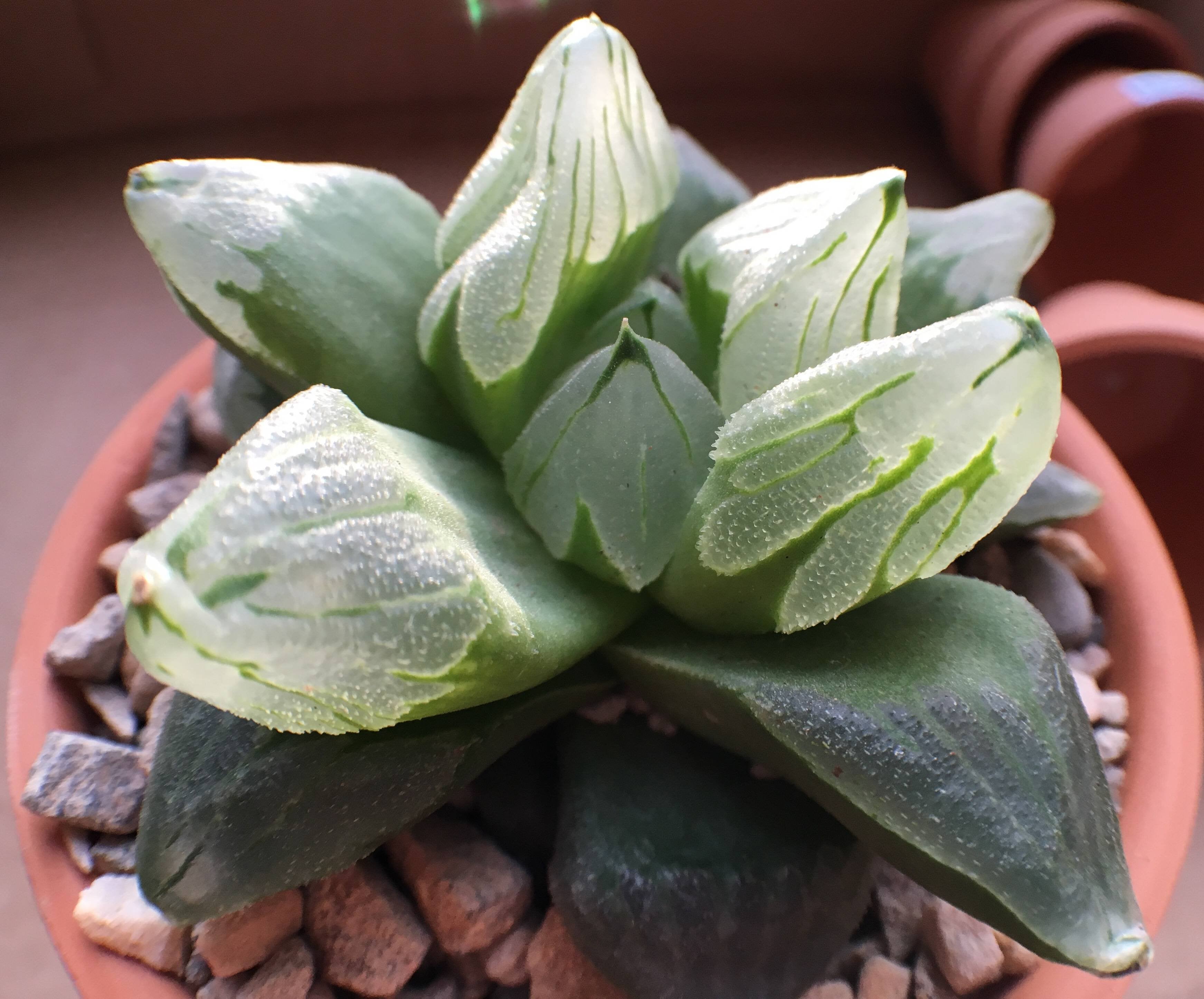 Haworthia pygmaea mutant cv."Ice City"