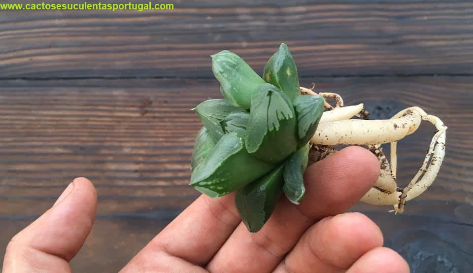 Haworthia pygmaea mutant cv."Ice City"