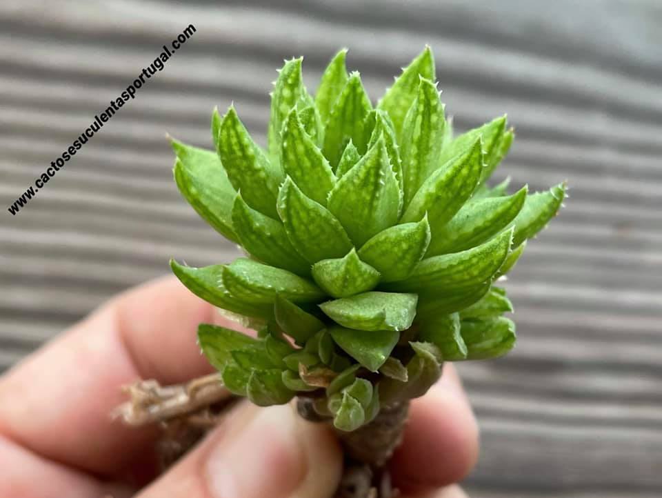Haworthia reticulata