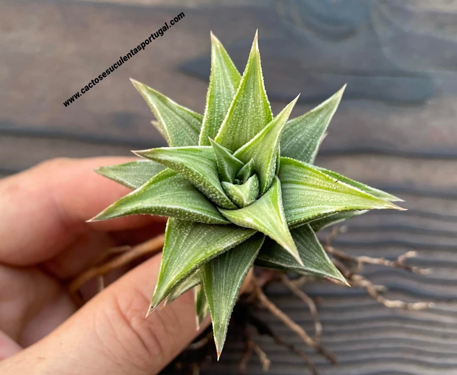Haworthia tortuosa f. variagata