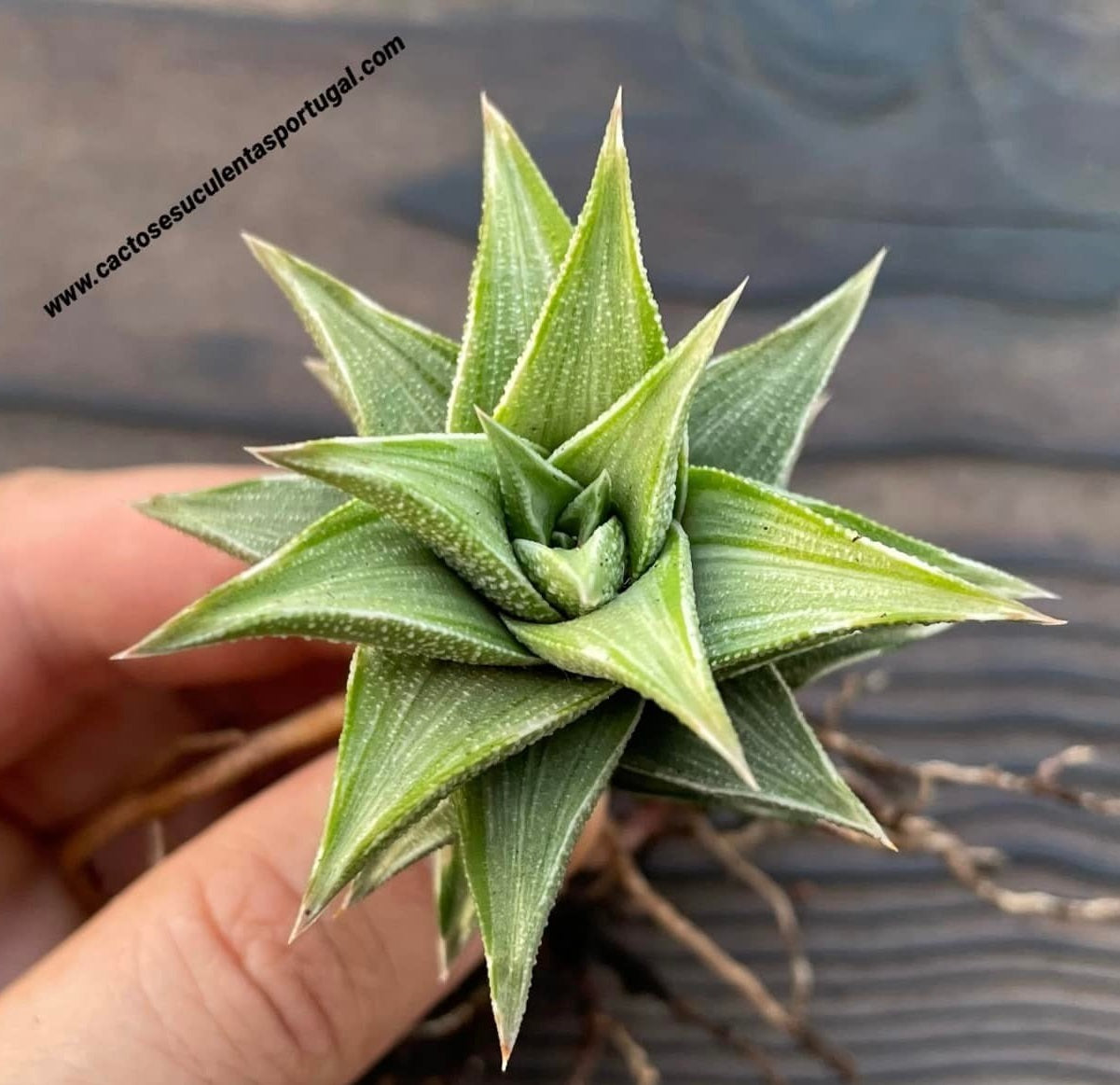 Haworthia tortuosa f. variagata