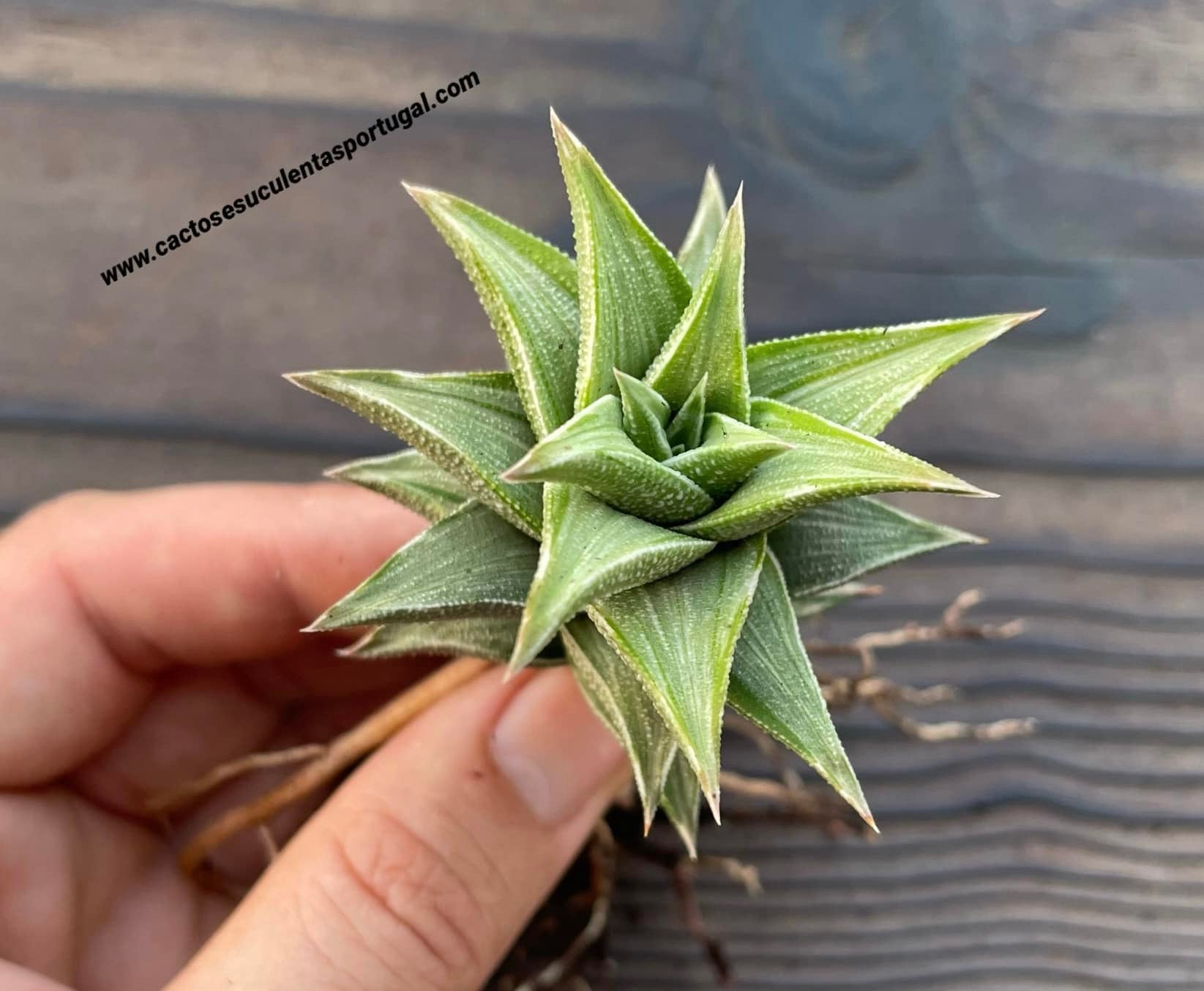 Haworthia tortuosa f. variagata