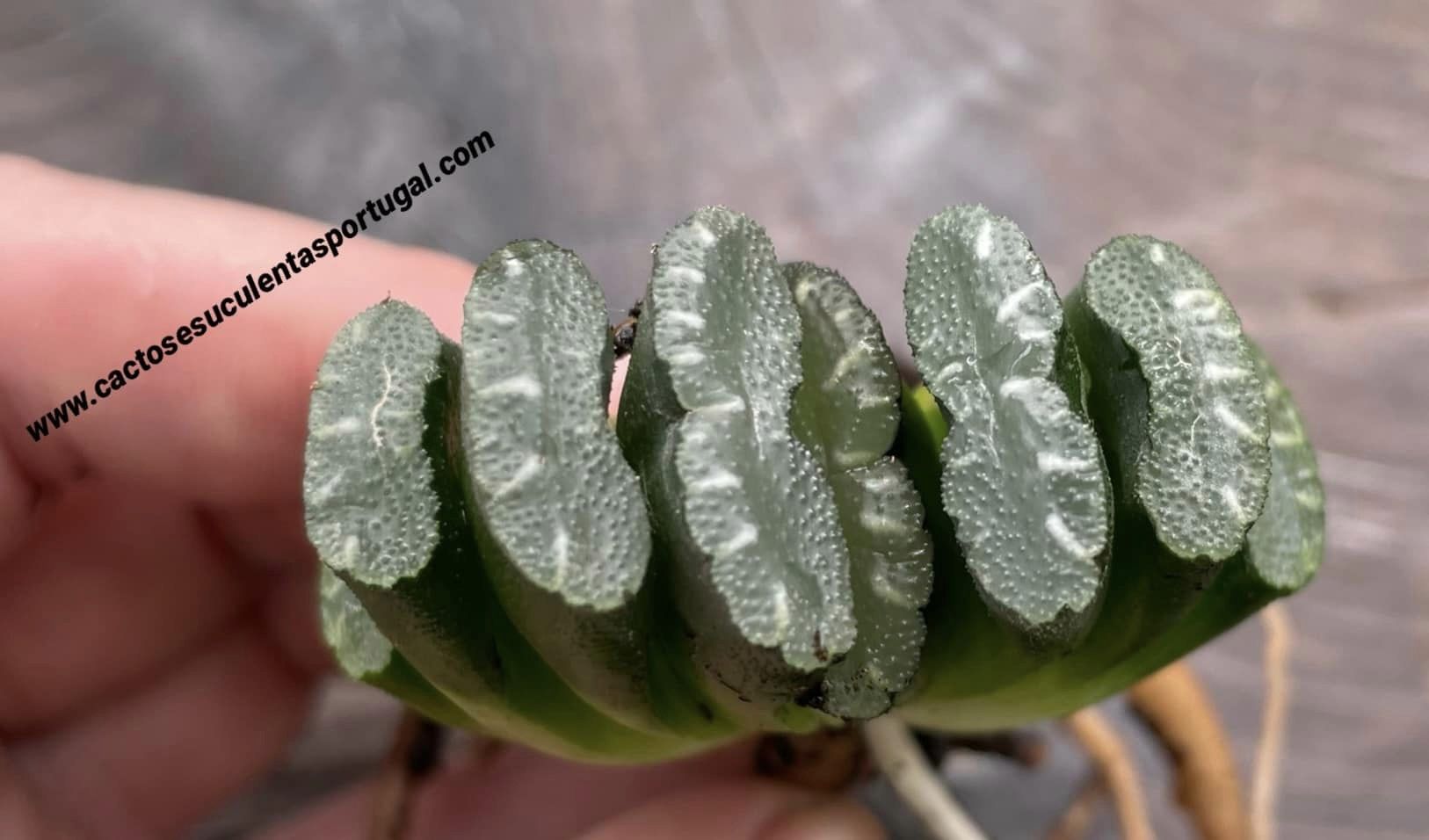 Haworthia truncata (Horse's Teeth)