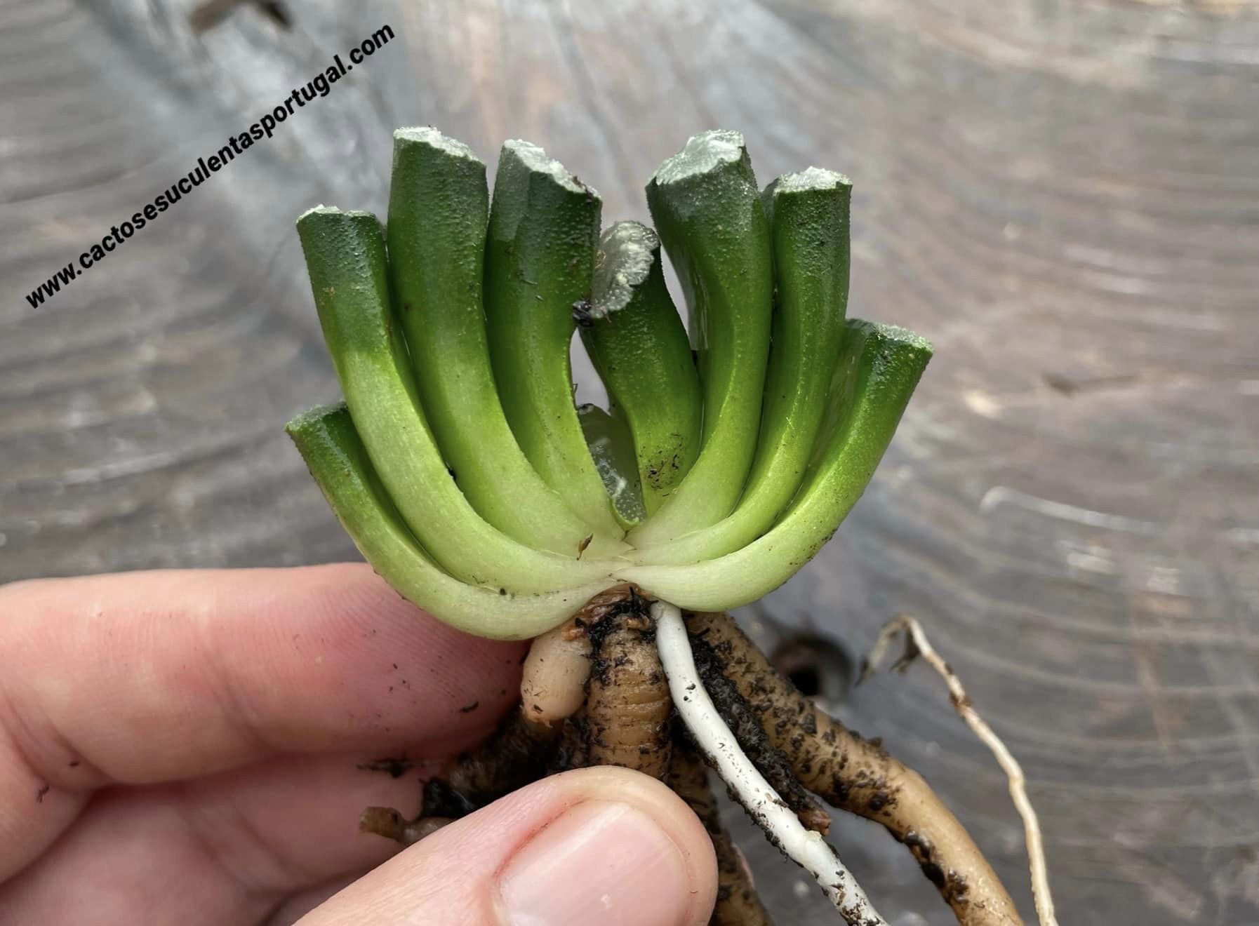 Haworthia truncata (Horse's Teeth)