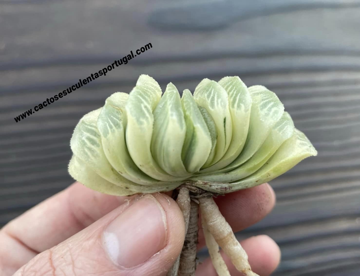 Haworthia truncata 'Lime Green' variegated