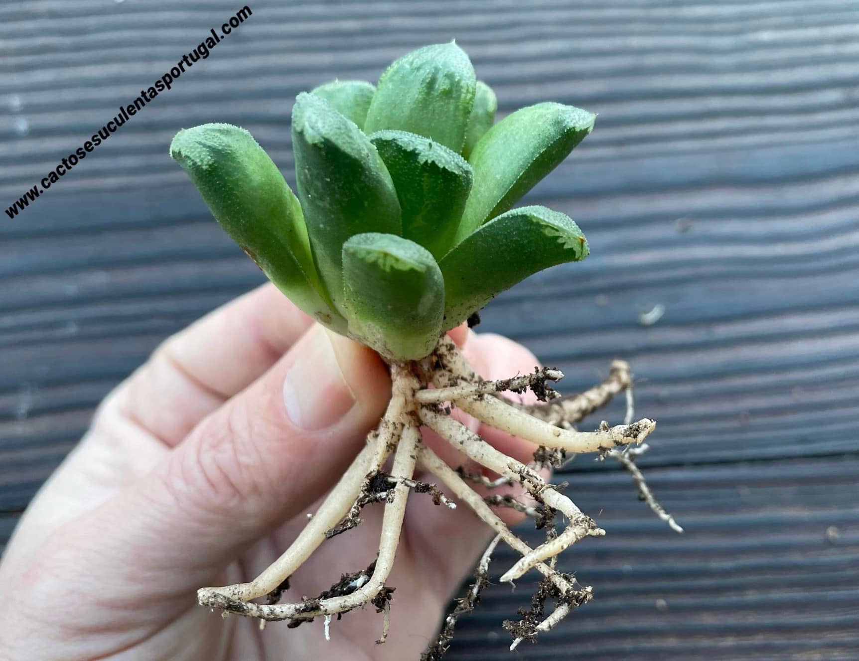 Haworthia truncata cv. 'Harry Johnson'