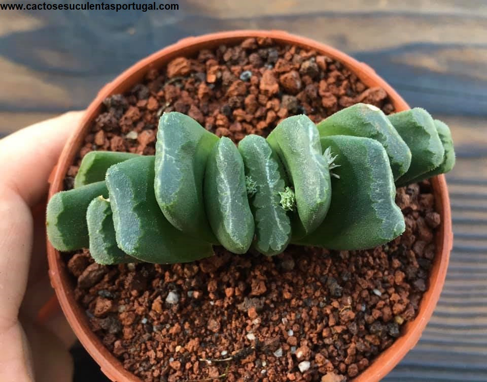 Haworthia truncata lime green