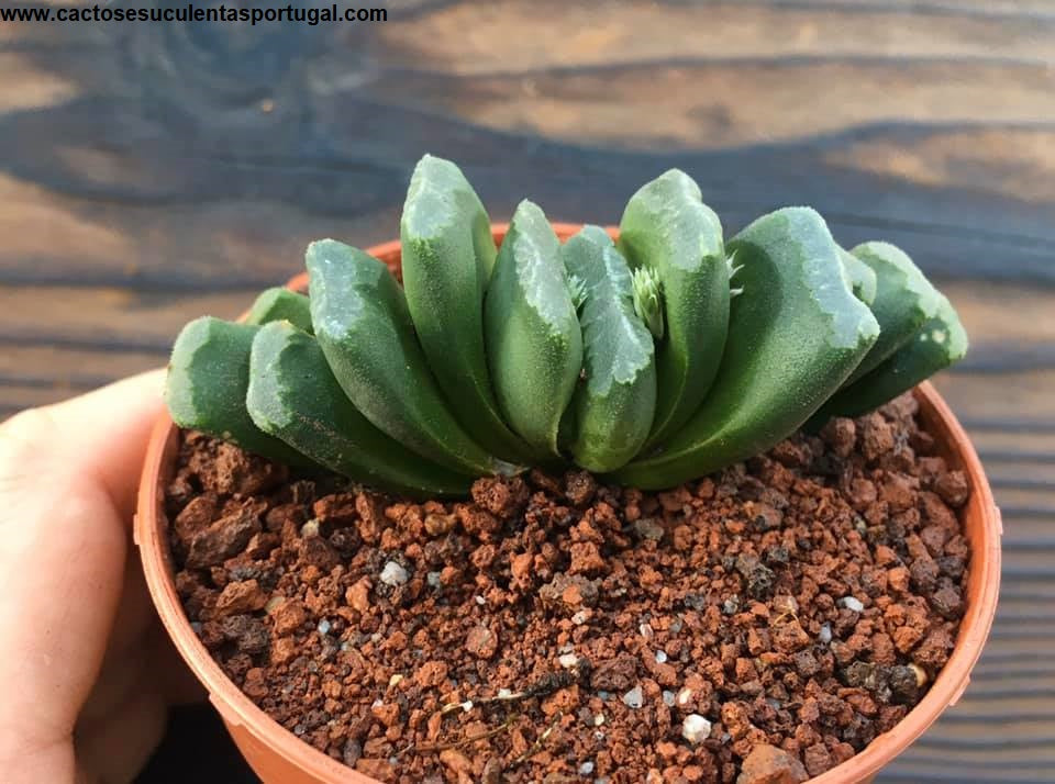 Haworthia truncata 'Lime Green'