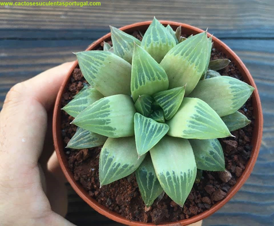 Haworthia turgida var. longibracteata
