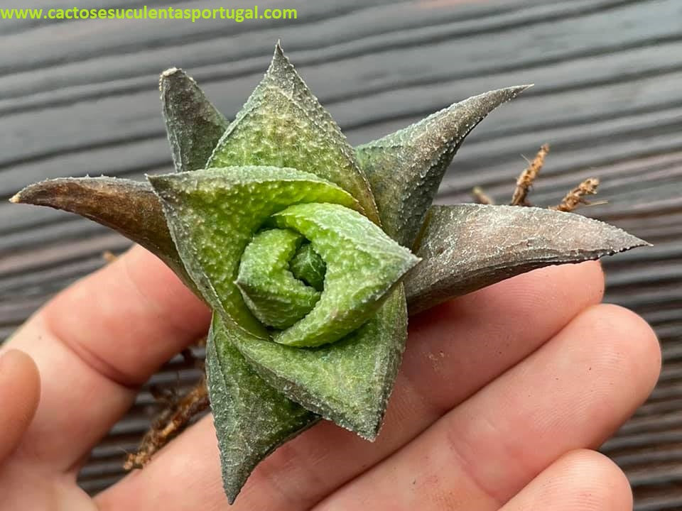 Haworthia venosa 'Jack Brown'