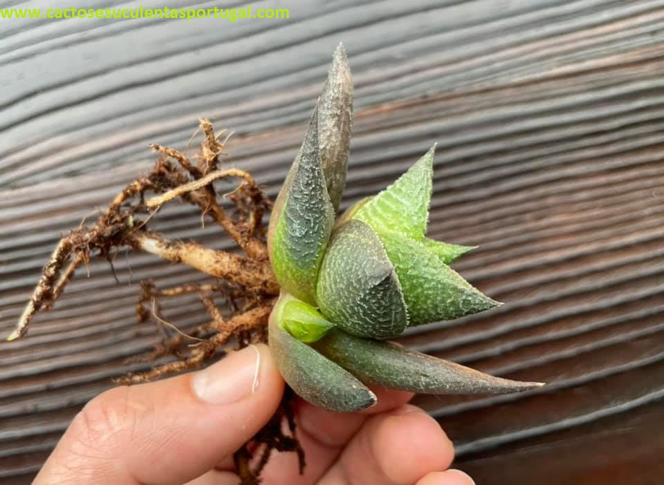 Haworthia venosa 'Jack Brown'