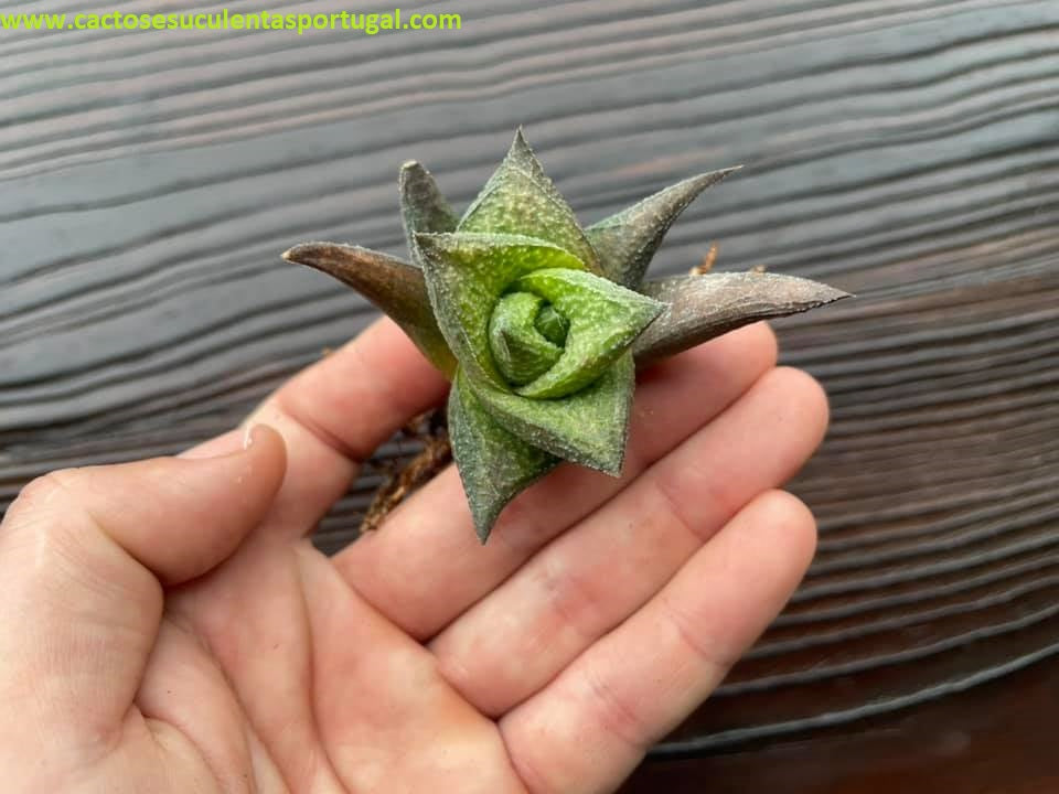 Haworthia venosa 'Jack Brown'