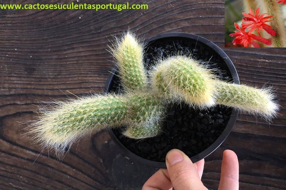 Hildewintera colademononis "monkey’s tail", rabo de macaco