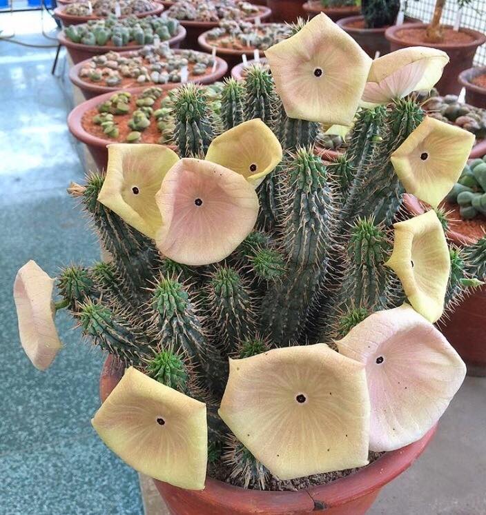 Hoodia gordonii