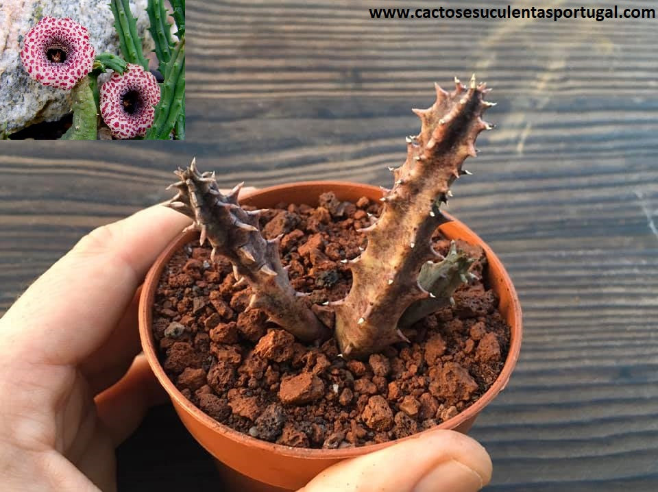 Huernia Hislopii