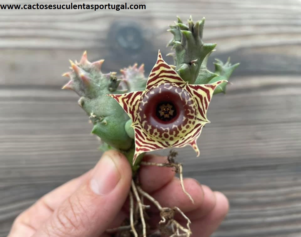 Huernia Zebrina