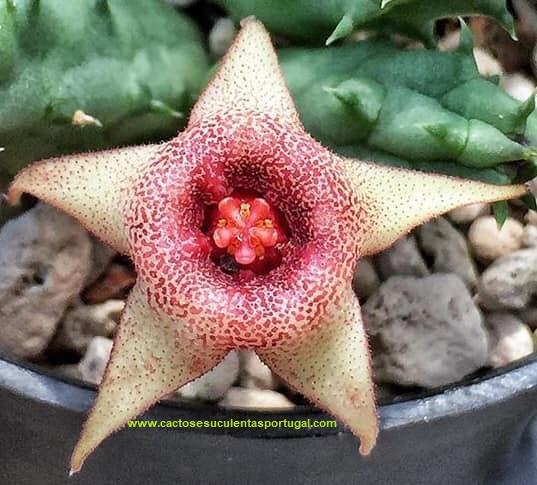 Huernia Procumbens