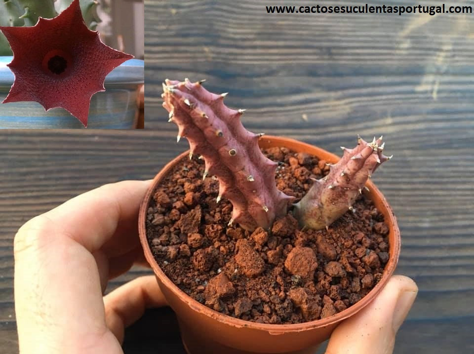 Huernia keniensis